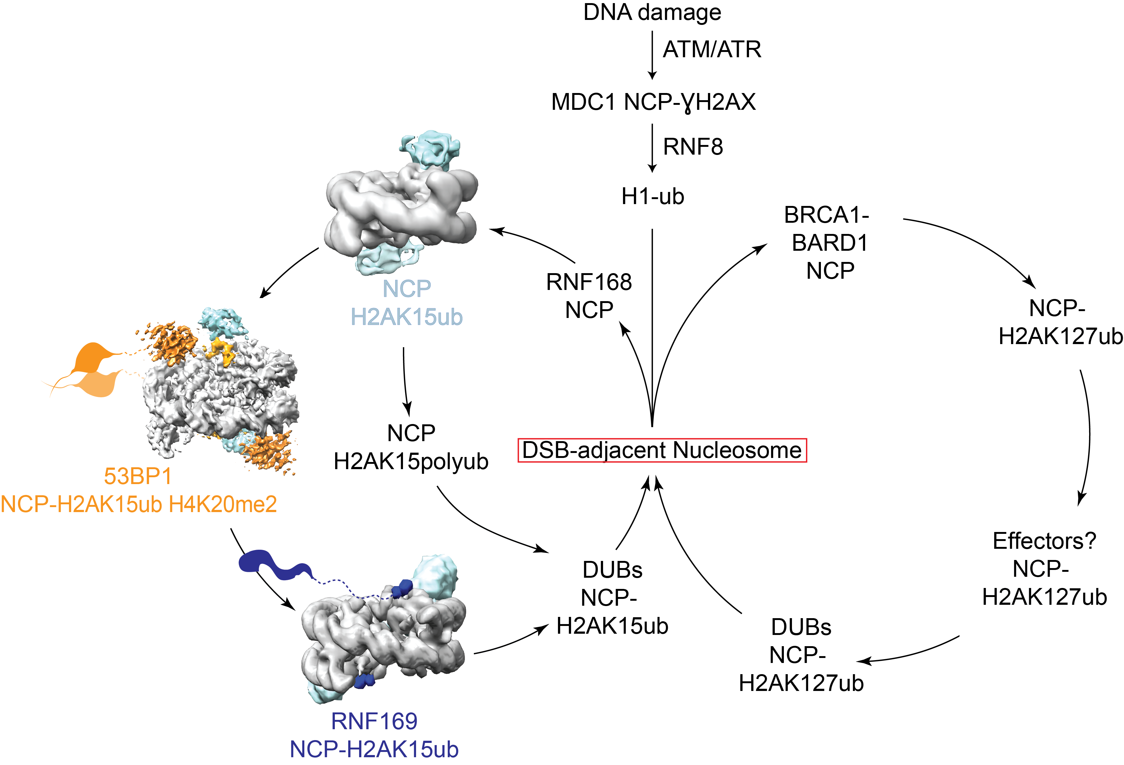 Fig_1_resaerch_plan_largefont